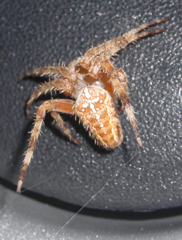 Araneus diadematus